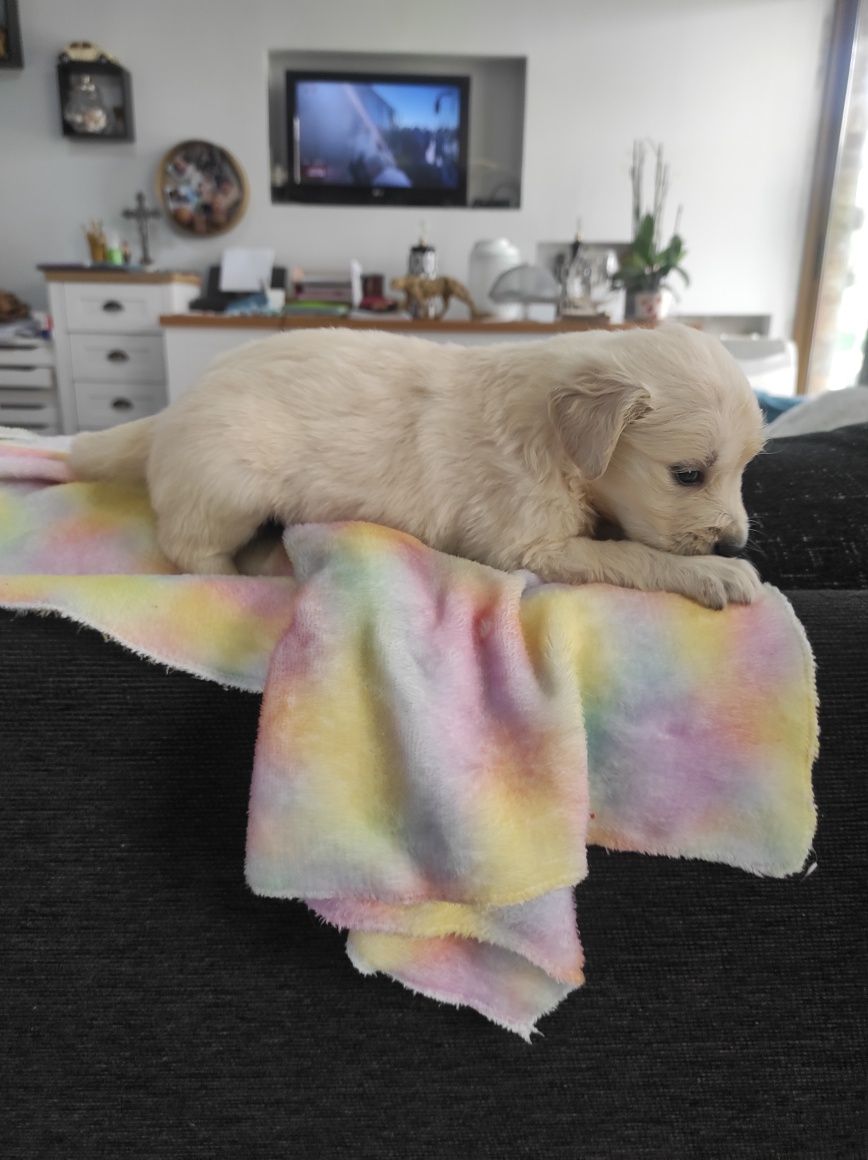 Excelente , Golden Retrivier de extrema qualidade,.