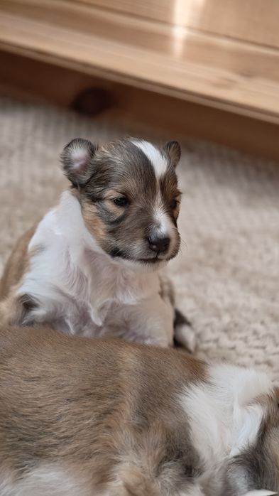 Suczka-Owczarek szetlandzki,sheltie.ZKwP o Częstochowa.