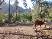 Venda de bovinos de raça cachena
