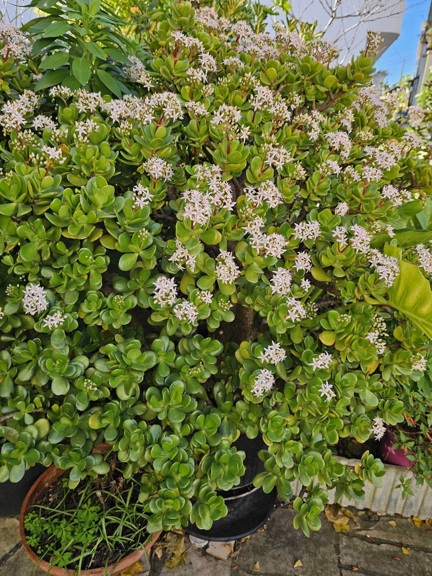 Planta Jade (15 anos)