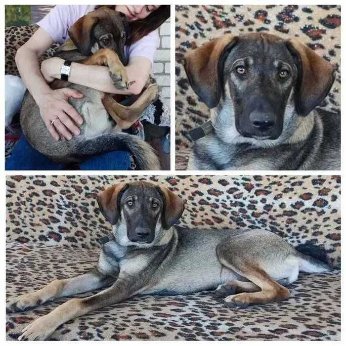 Молодой пес в хорошие руки