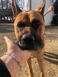 Niezwykly pies Ragnar czeka na adopcje !