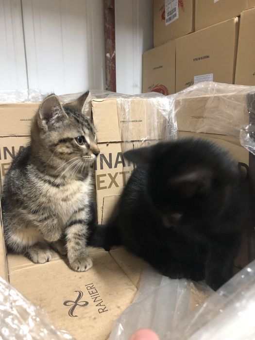 Віддам котиків у добрі руки