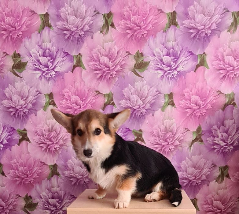 Щенок корги мальчик