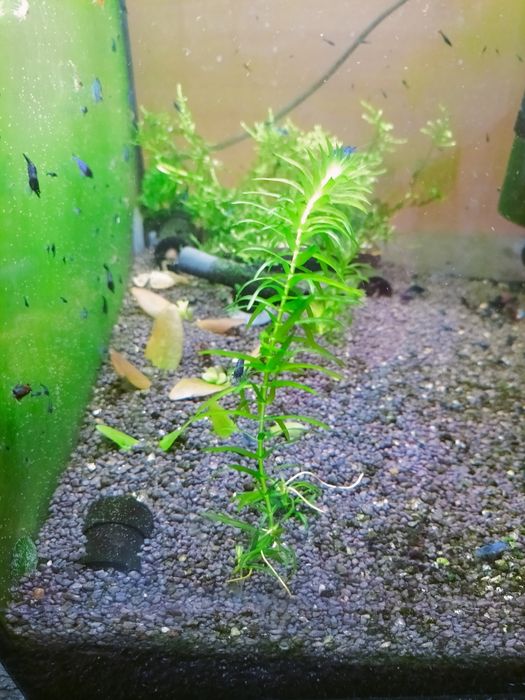 Wgłębka ,Pelia wątrobowiec, Bacopa caroliniana i Moczarka kanadyjska