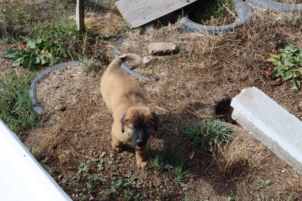 Cão Bebé de grande porte