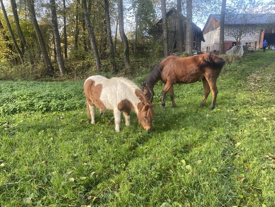 Sprzedam Klacz 3 lata