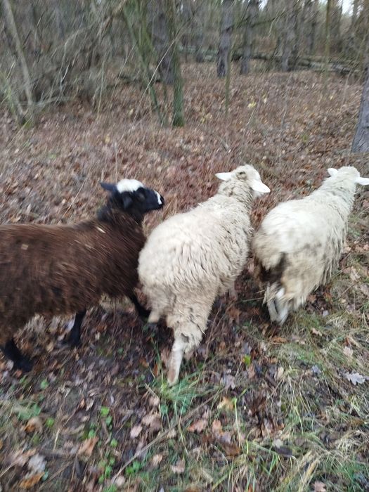 Продаю баранів .