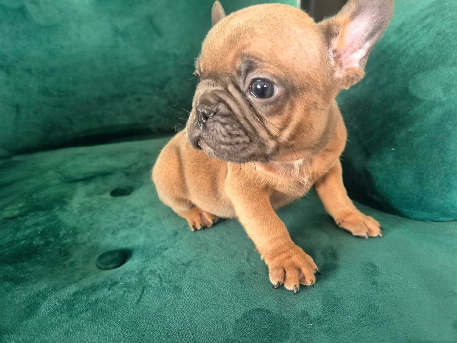 Buldog francuski sable piesek