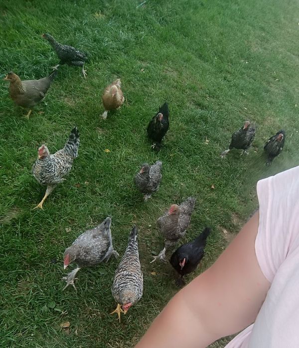 Kogut legbar cream marans silka liliput