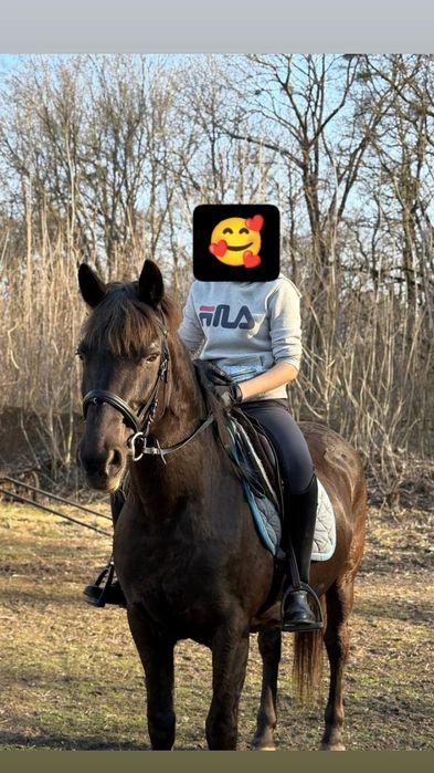 Універсальна кобила