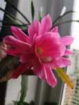 Epiphyllum różowe lub białe królowa jednej nocy.