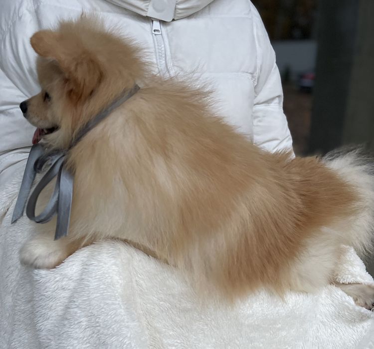 Померанські шпіци  краса, ніжність і любов в одному
