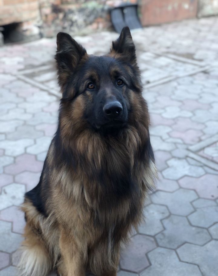 Owczarek do adopcji