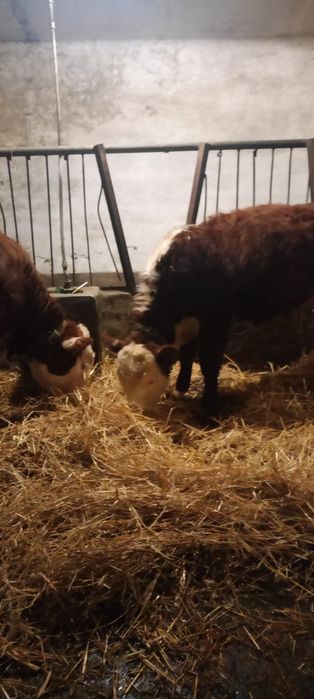 Sprzedam byki rasa Hereford