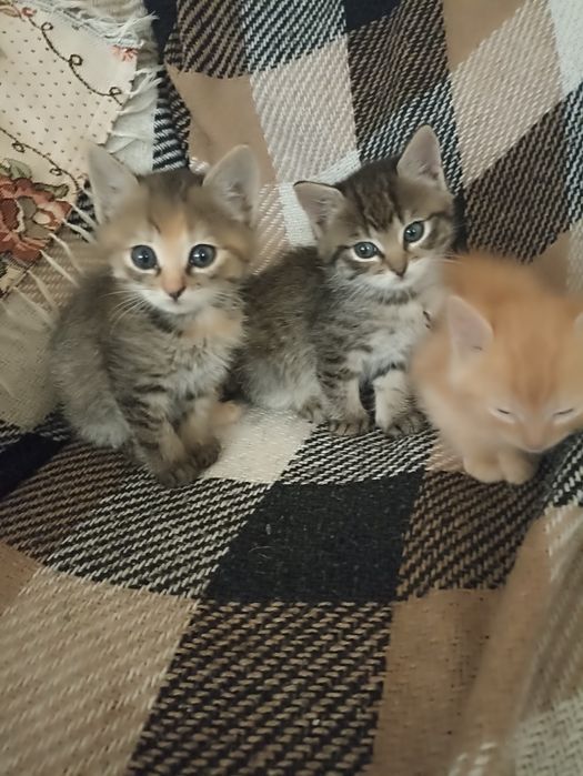 Кошеня в добрі руки