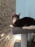 Kocurek Maine coon