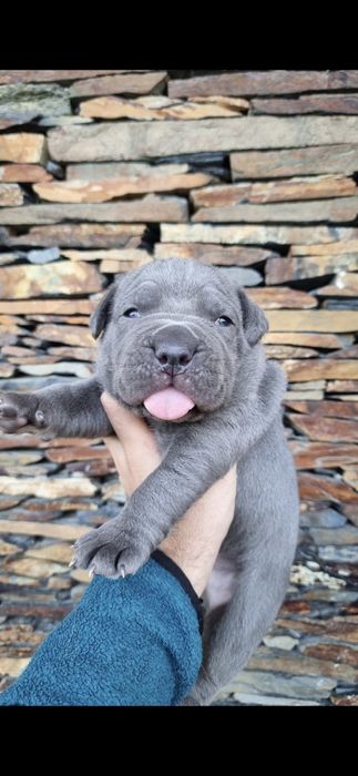 Cane corso italiano