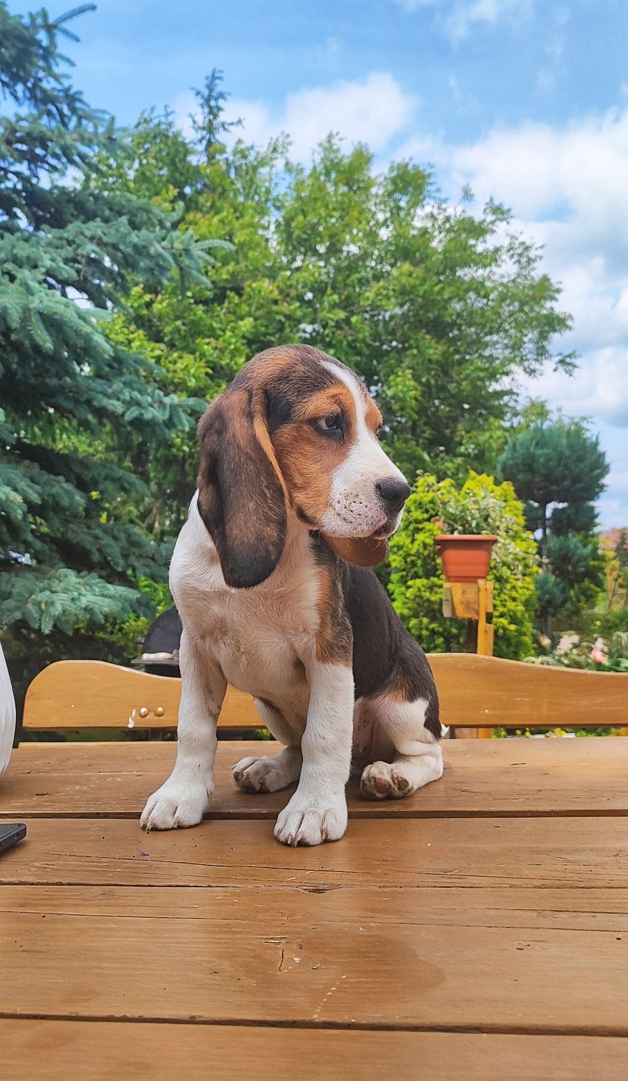 Śliczna Suczka Beagle  • GOTOWA DO ODBIORU •