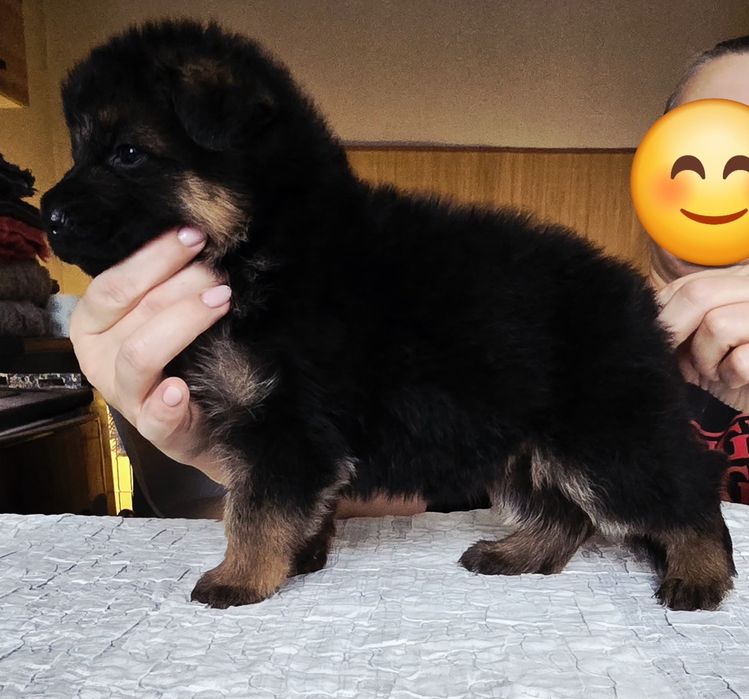 Owczarek niemiecki FCI suczka