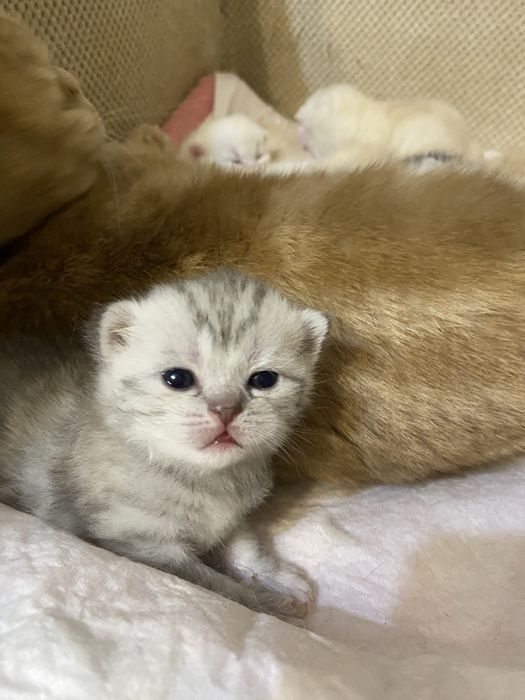 Шотланські кошенята