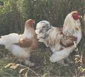 Ovos para incubaçao de várias raças e pintos BRAHMA
