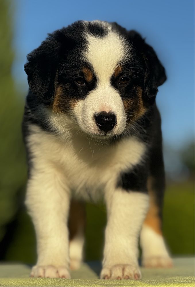 Amerykański owczarek miniaturowy- MAS - Mini Aussie- piesek FCI
