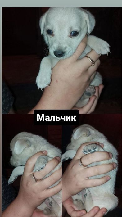 Щенята безплатно