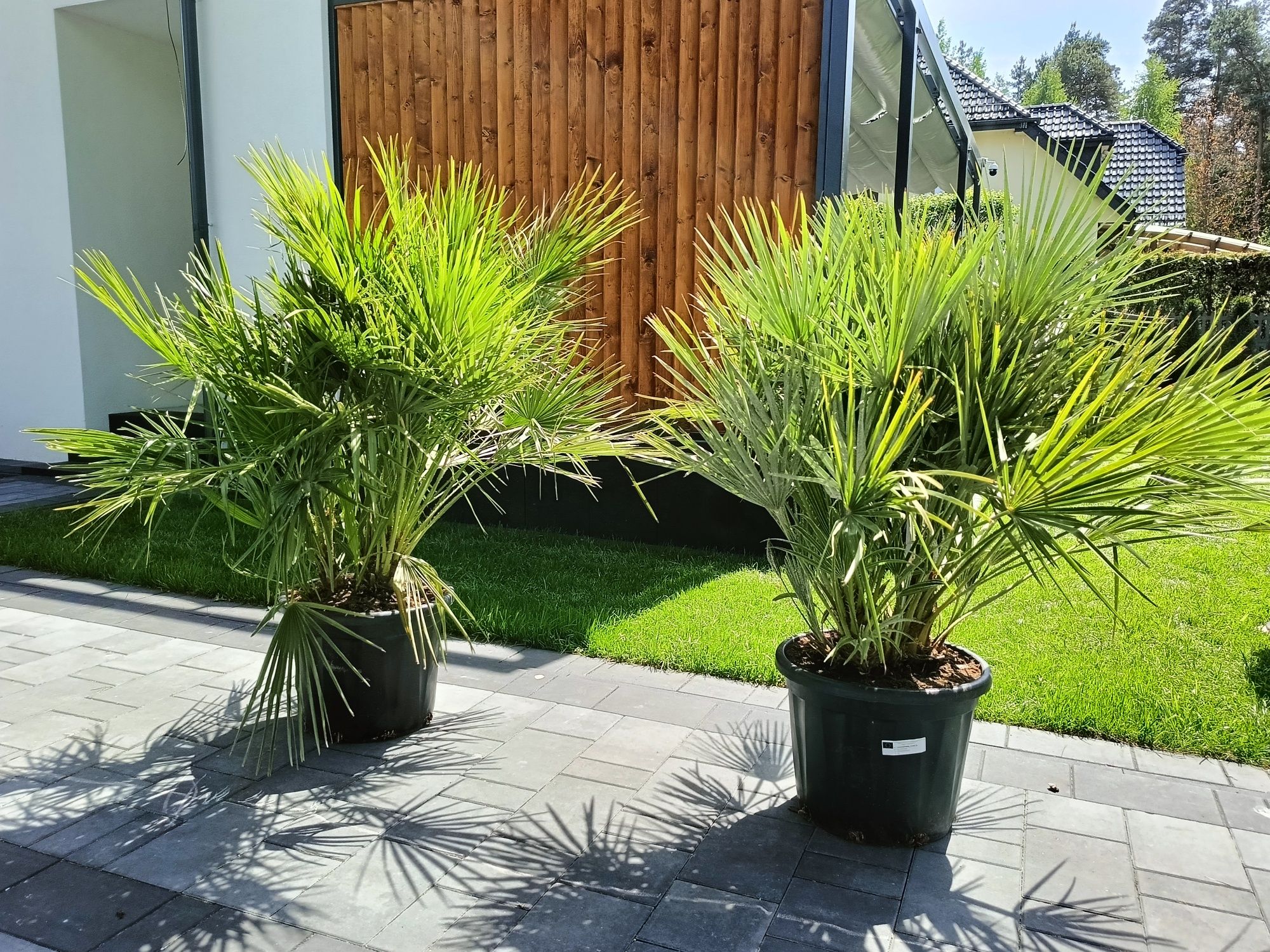 Palma Karlatka Chamaerops Humilis mrozoodporna. 

W doniczce jest 7 sz