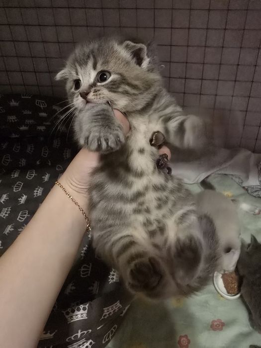 Котята, кошки , кот