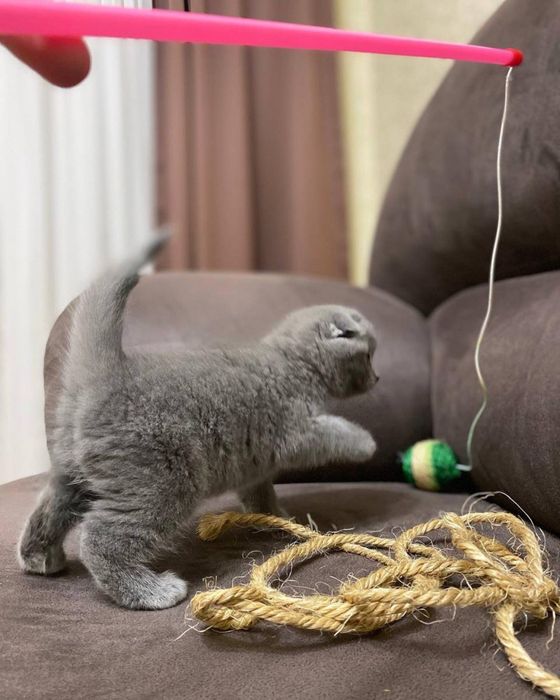 Кошеня скоттіш-фолд хлопчик