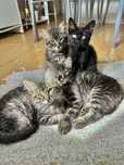 Gatinhos (2 meses)