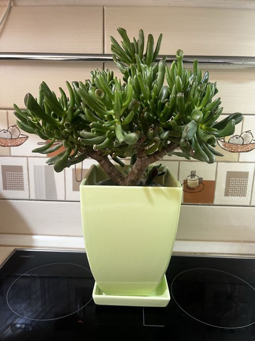 Горщик для квітів вазон