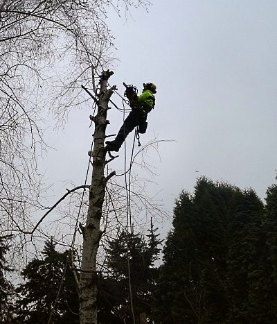 Usługi Rębakiem Karczowanie Działek Wycinka Pielęgnacja Drzew