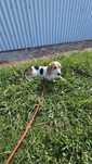 Beagle tricolo macho