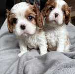 Chłopiec cavalier king charles spaniel