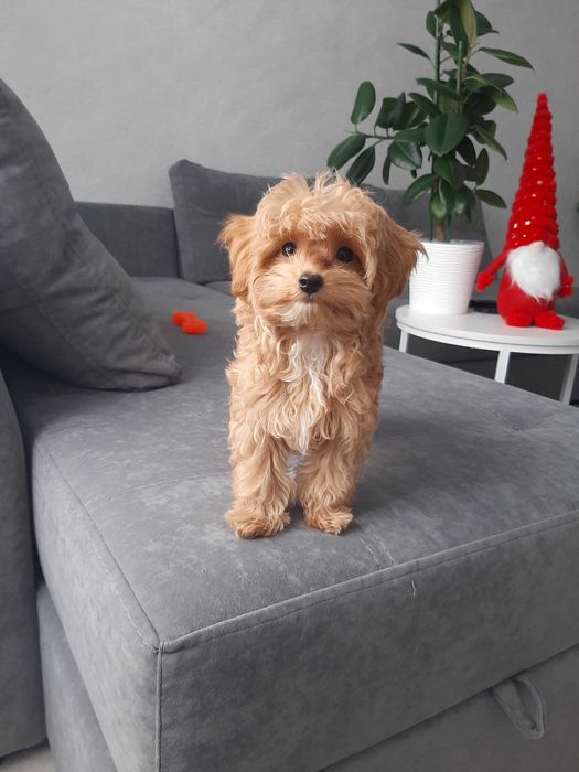 Хлопчик Мальтіпу F1