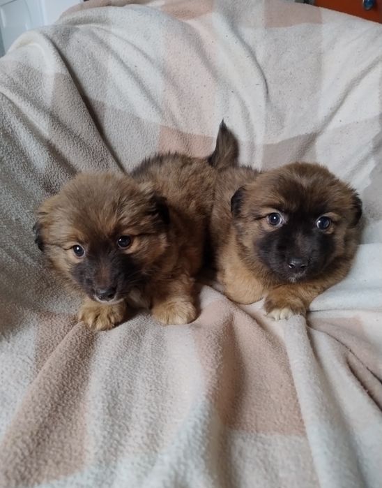 Szczeniaczeki malusie z małych psiaków.