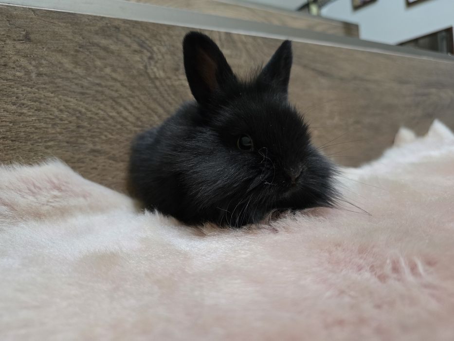 Królik króliczek miniaturka lwia