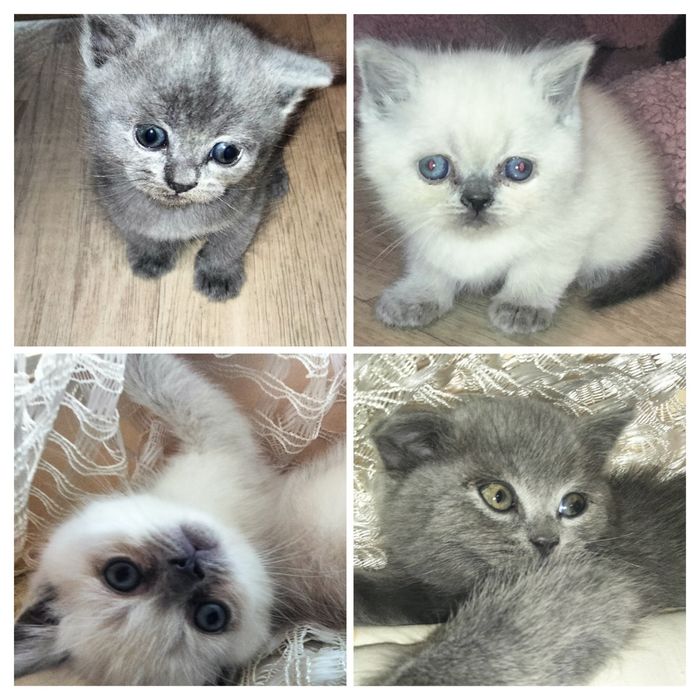 Кішка, персицька срібляста шиншила