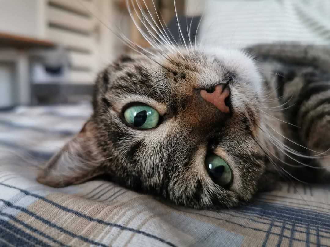 Kocur Busik szuka domu