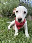 Jack Rusell Terrier piesek.