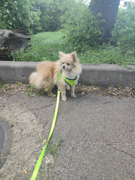 Мини шпиц девочка