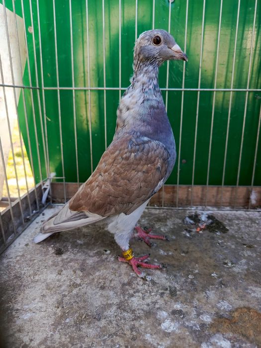 Pocztowe Rubella sooty indigo