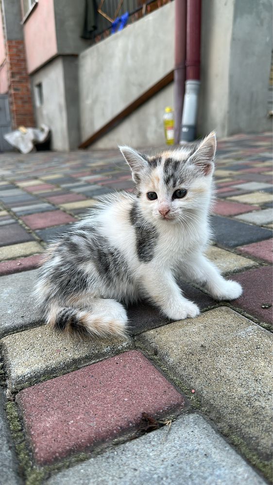 Котики в добрі руки