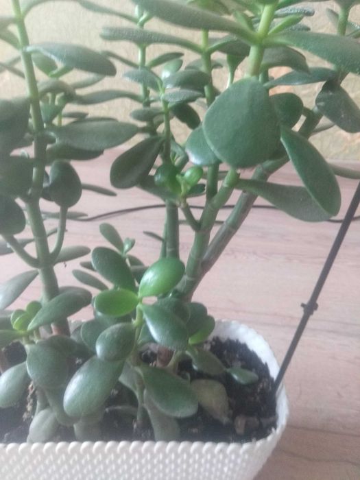 Подам товстянку **грошове дерево**