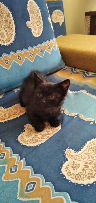 dwumiesięczny kocur