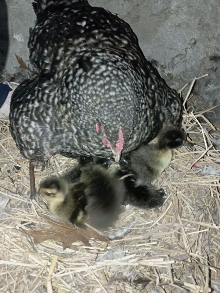 Ovos pato corredor indiano