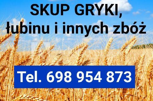 Skup gryki gryka łubin