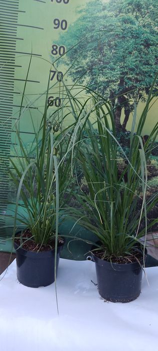 Кортадерія Рожева ( пампасна трава ) Контейнер 3л.